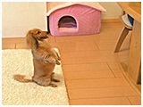 ポロ吉 きょうのわんこ 写真5