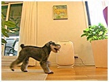 ムッシュ きょうのわんこ 写真5