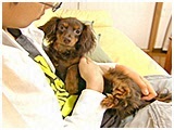 むん太 きょうのわんこ 写真3