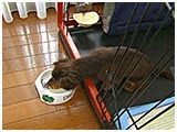 むん太 きょうのわんこ 写真5