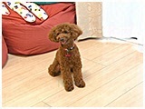 ロニー きょうのわんこ 写真2