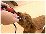 ロニー きょうのわんこ 写真4
