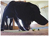 シャドウ きょうのわんこ 写真4