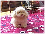 mellow きょうのわんこ 写真2