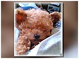 mellow きょうのわんこ 写真3