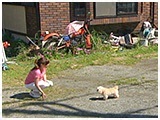 mellow きょうのわんこ 写真5