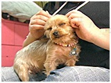 すずね きょうのわんこ 写真4