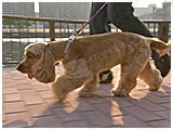なな きょうのわんこ 写真3