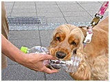 なな きょうのわんこ 写真5