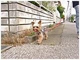 りく きょうのわんこ 写真2