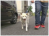 銀河 きょうのわんこ 写真2