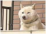 銀河 きょうのわんこ 写真3