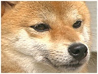まり きょうのわんこ 写真1