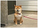 まり きょうのわんこ 写真2