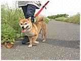 まり きょうのわんこ 写真4