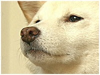 ココ きょうのわんこ 写真1