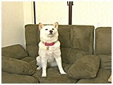 ココ きょうのわんこ 写真2