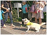 ココ きょうのわんこ 写真3