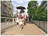 ココ きょうのわんこ 写真4