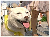 ココ きょうのわんこ 写真5