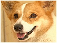 マリン きょうのわんこ 写真1