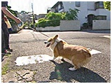 マリン きょうのわんこ 写真3