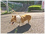 マリン きょうのわんこ 写真5