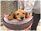 華子 きょうのわんこ 写真3