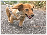 華子 きょうのわんこ 写真5