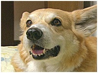 ちび きょうのわんこ 写真1