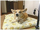 ちび きょうのわんこ 写真2