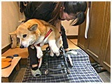 ちび きょうのわんこ 写真4