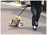 ちび きょうのわんこ 写真5