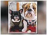キーパー・シロップ きょうのわんこ 写真3