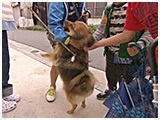 ぴろぴろ きょうのわんこ 写真3