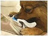 ぴろぴろ きょうのわんこ 写真5