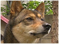 まめ きょうのわんこ 写真1