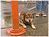 まめ きょうのわんこ 写真3