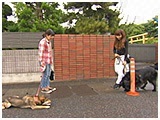 まめ きょうのわんこ 写真5