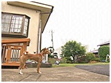 ノボル きょうのわんこ 写真2