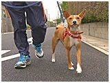 ノボル きょうのわんこ 写真3