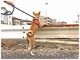 ノボル きょうのわんこ 写真4