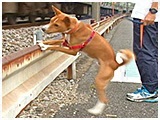 ノボル きょうのわんこ 写真5