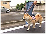 さくら きょうのわんこ 写真2
