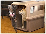 さくら きょうのわんこ 写真3