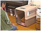さくら きょうのわんこ 写真5