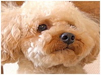 オレオ きょうのわんこ 写真1