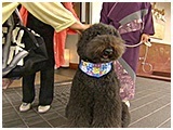ムック きょうのわんこ 写真4