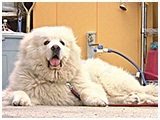 ボク きょうのわんこ 写真2