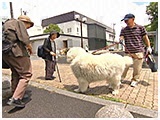 ボク きょうのわんこ 写真4